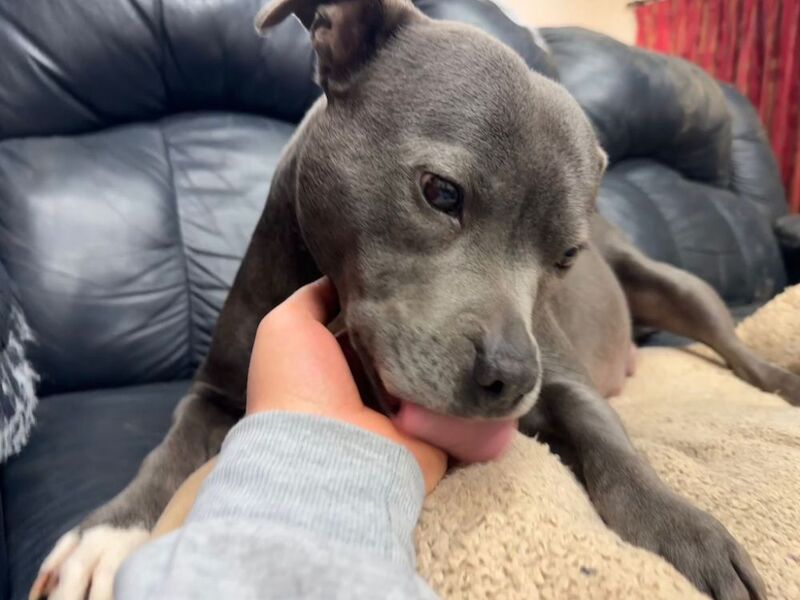 Staffordshire Bull Terrier puppies for sale in Hillsborough, County Down – KC registered, 1 week old - Image 5 of 7
