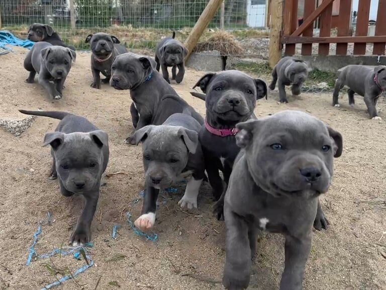 Staffordshire Bull Terrier puppies for sale in Hillsborough, County Down – KC registered, 11 months old - Image 1 of 3