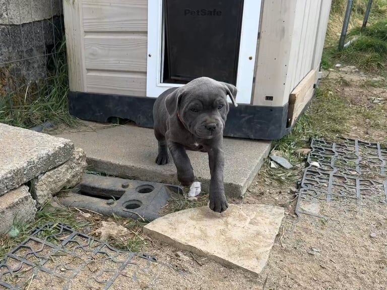 Staffordshire Bull Terrier puppies for sale in Hillsborough, County Down – KC registered, 11 months old - Image 2 of 3