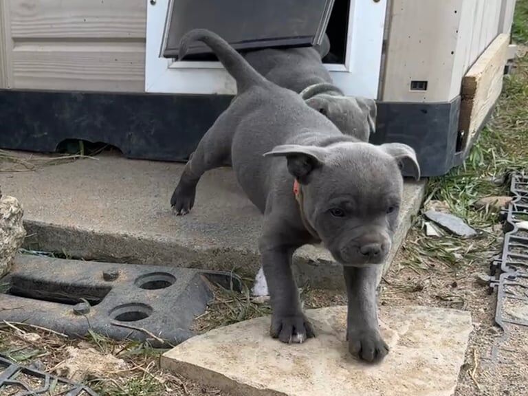 Staffordshire Bull Terrier puppies for sale in Hillsborough, County Down – KC registered, 11 months old - Image 3 of 3