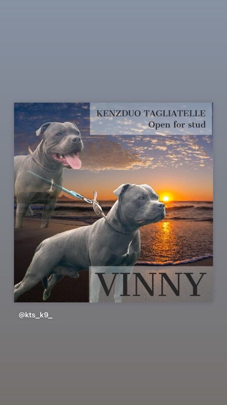 KENZDUO TAGLIATELLE FOR STUD for sale in Abingdon-on-Thames, Oxfordshire