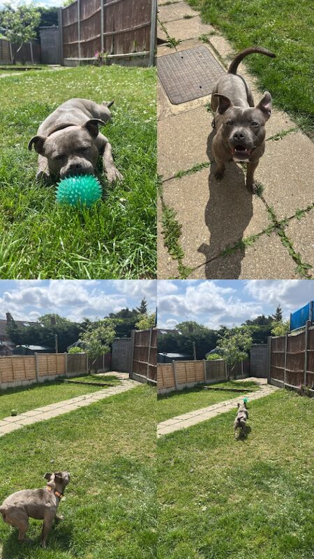 Kingston: Staffy Cross Stud for sale in Romford, Greater London | Image 1