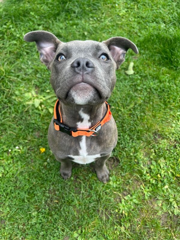 Kingston: Staffy Cross Stud for sale in Romford, Greater London | Image 3