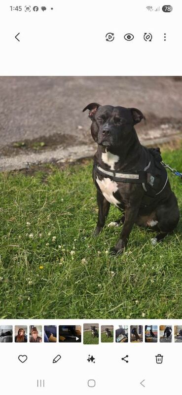 Staffie Puppies For Sale