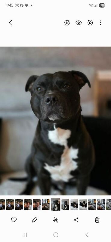 Kobi - Image 2 of 3