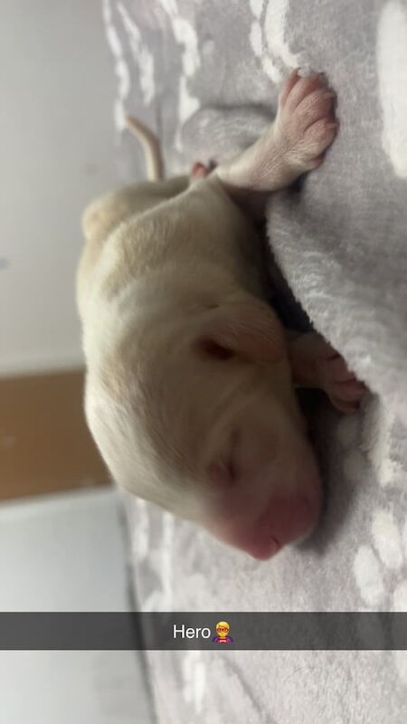 Staffordshire Bull Terrier puppies for sale in Belfast, County Antrim – 1 week old