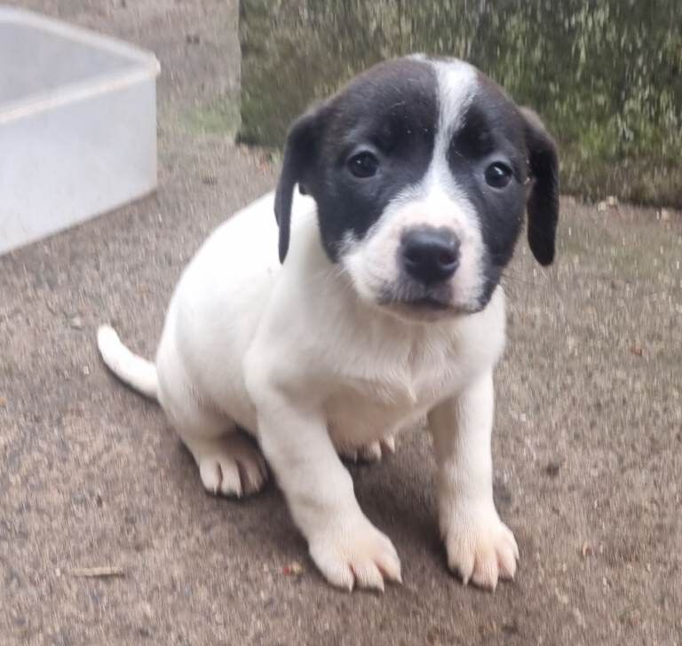 Last 4 Adorable Staff Cross Pups Ready for their Forever Homes - Image 2 of 3