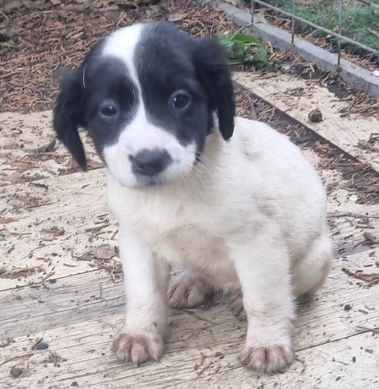 Last 4 Adorable Staff Cross Pups Ready for their Forever Homes - Image 3 of 3