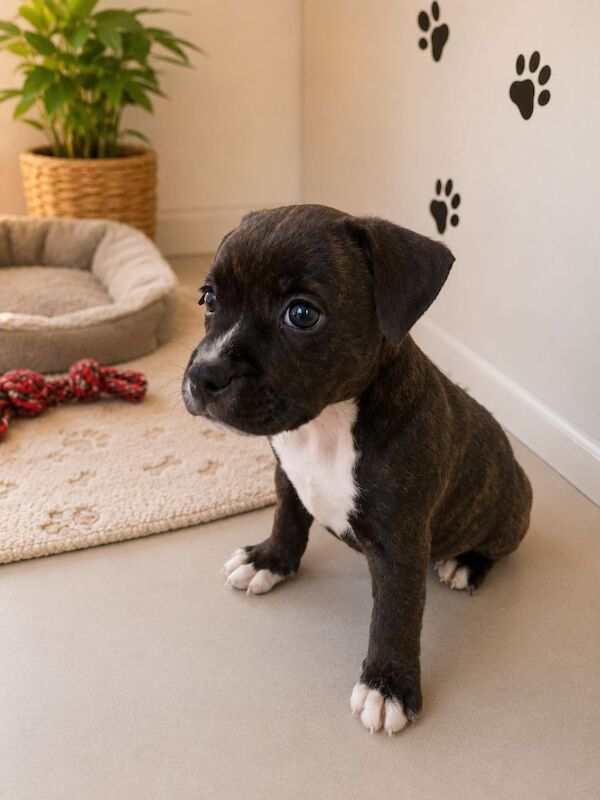 LAST BOYKc black brindle staffys boys - Image 2 of 4