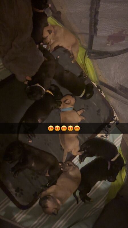 Staffordshire Bull Terrier puppies for sale in Northwich, Cheshire – 2 weeks old