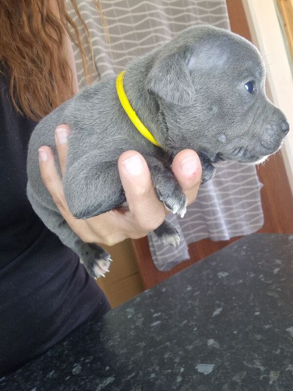 Staffordshire Bull Terrier puppies for sale in Havant, Hampshire – 5 weeks old - Image 2 of 3
