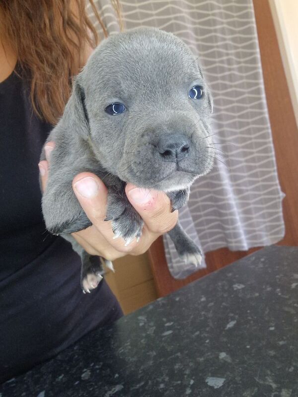 Staffordshire Bull Terrier puppies for sale in Havant, Hampshire – 5 weeks old - Image 3 of 3