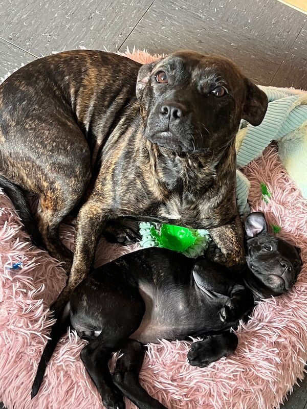 Staffordshire Bull Terrier puppies for sale in Widnes, Cheshire – 8 weeks old