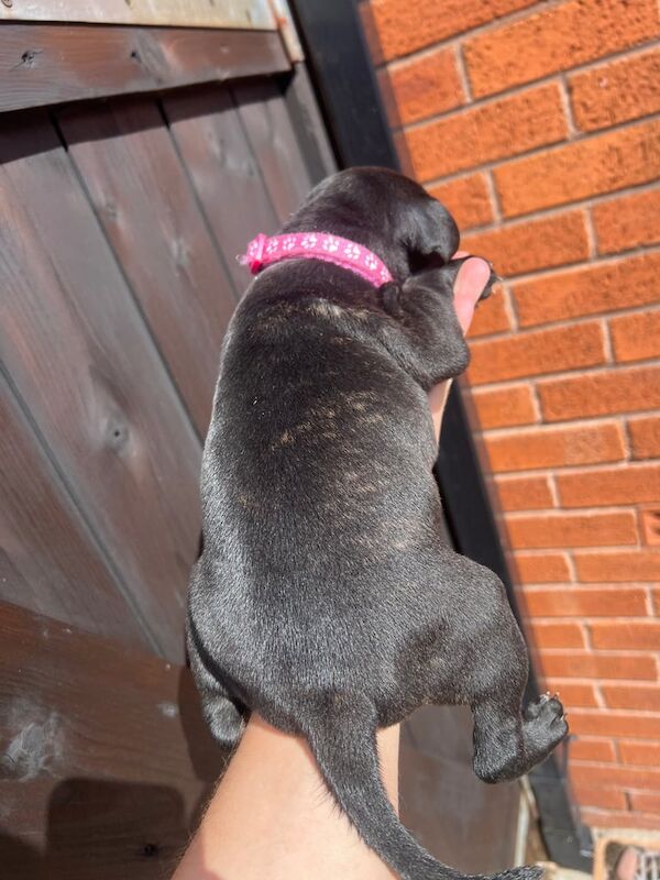 Staffordshire Bull Terrier puppies for sale in Widnes, Cheshire – 8 weeks old - Image 3 of 3