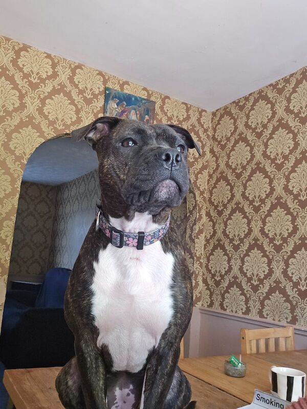 Lexi staffy for sale in South Croydon, Greater London
