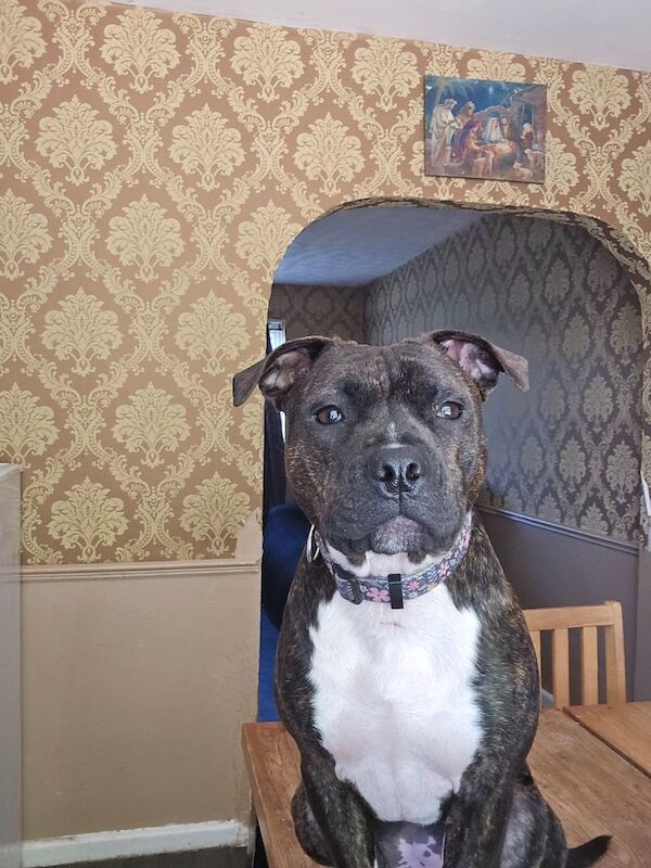 Lexi staffy for sale in South Croydon, Greater London | Image 2