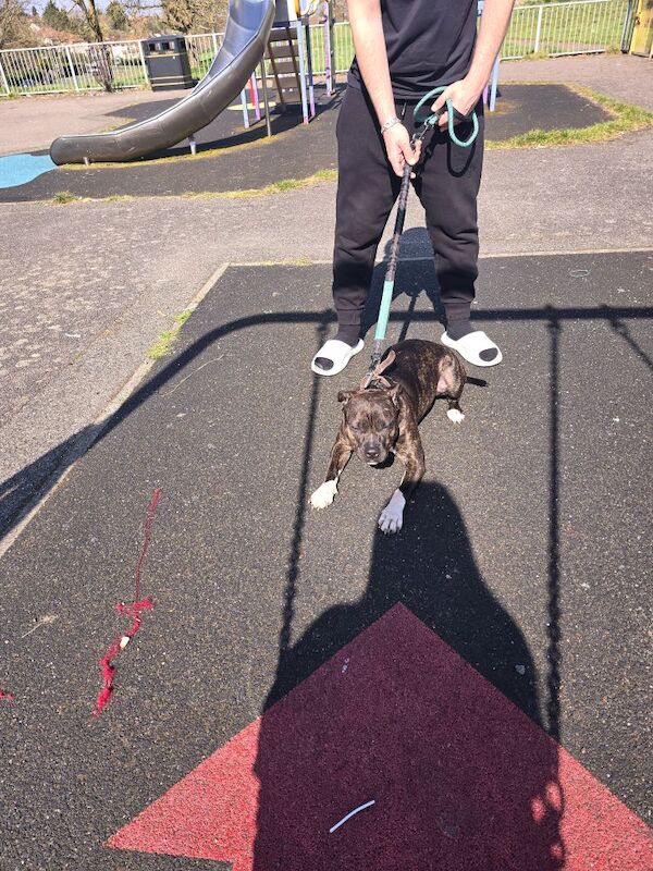 Lexi staffy for sale in South Croydon, Greater London | Image 3