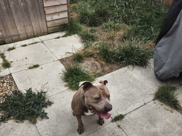 Lilac and White Female Staffy Looking For A New Home - Image 2 of 2