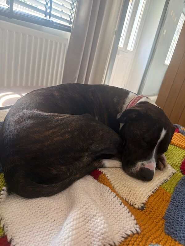 Lola looking for her forever home