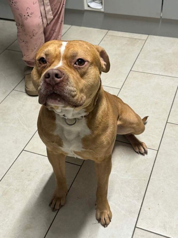 Long legged staffie