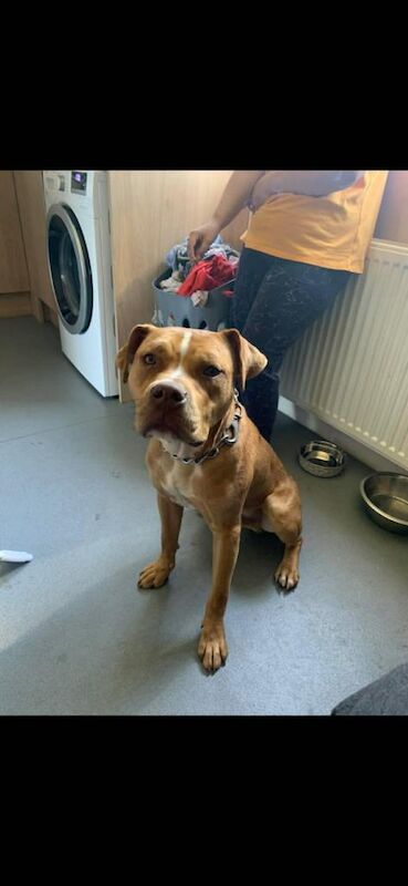 Long legged staffie - Image 2 of 2