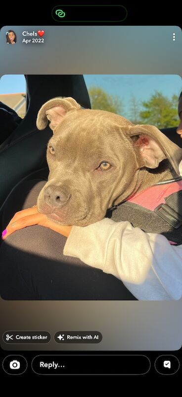 Staffordshire Bull Terrier Puppies For Sale Under £1,000