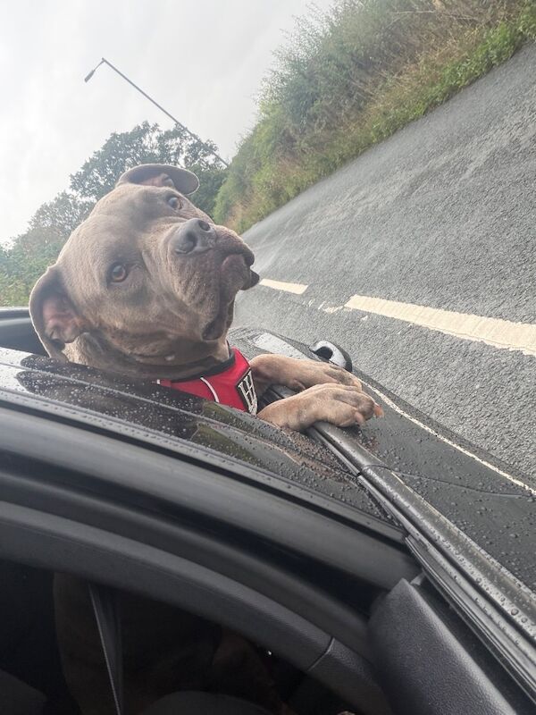 Looking for a dog - Image 2 of 4