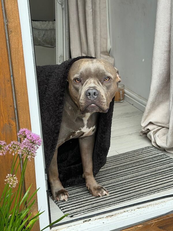 Looking for a dog - Image 3 of 4