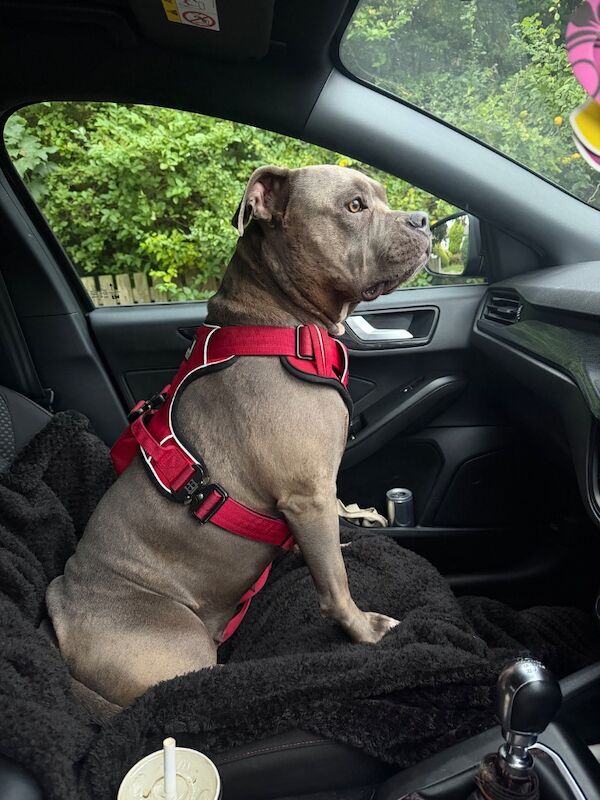 Looking for a dog - Image 4 of 4
