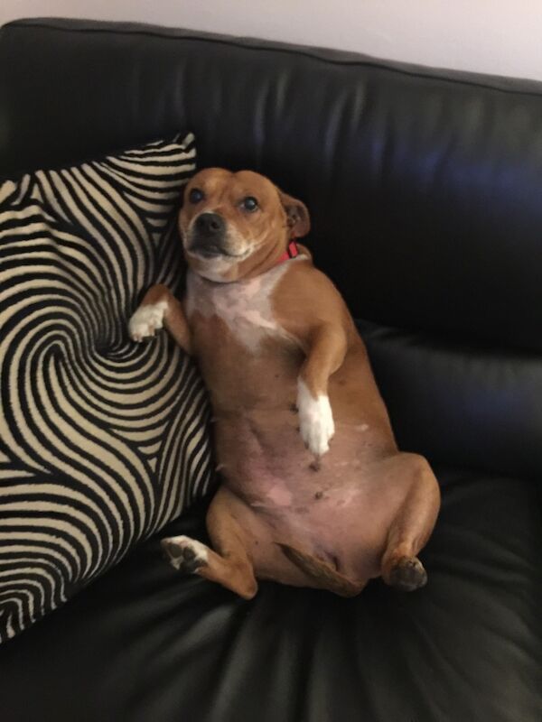 Looking for a staffie female for adoption for sale in Glasgow, City of Glasgow