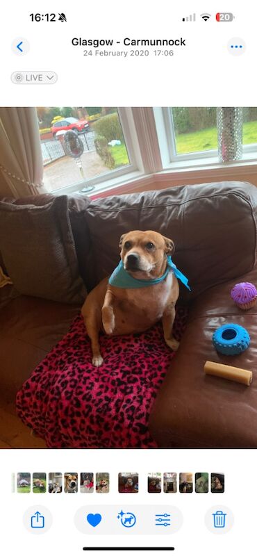 Looking for a staffie female for adoption for sale in Glasgow, City of Glasgow | Image 2