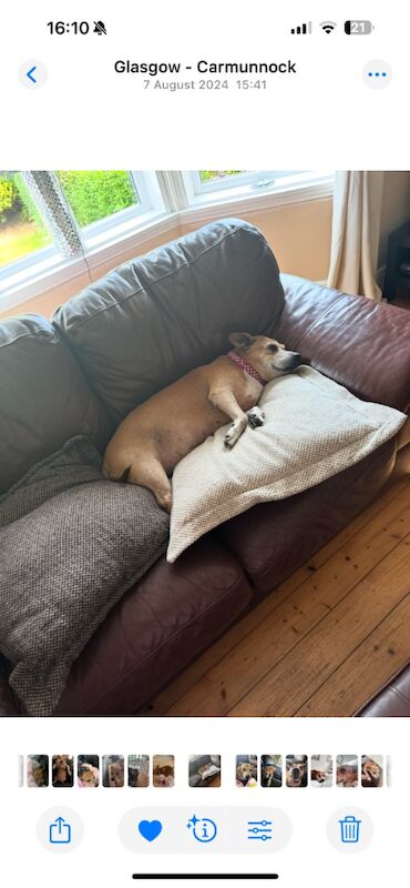 Staffordshire Bull Terrier for adoption in Glasgow, City of Glasgow – 1 year old - Image 3 of 3