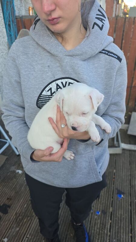 Staffordshire Bull Terrier puppies for sale in Irvine, Ayrshire and Arran – 6 weeks old