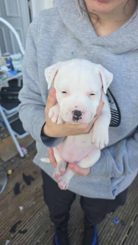 Staffordshire Bull Terrier puppies for sale in Irvine, Ayrshire and Arran – 6 weeks old - Image 2 of 3