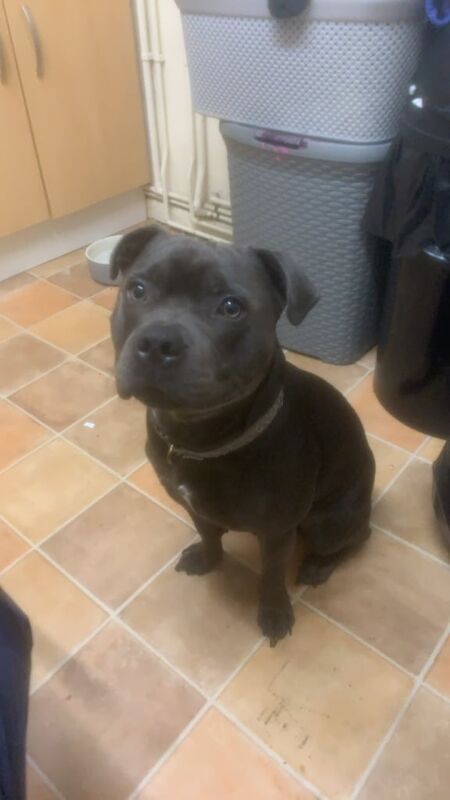 Staffordshire Bull Terrier puppies for sale in Frome, Somerset – KC registered, 1 year old