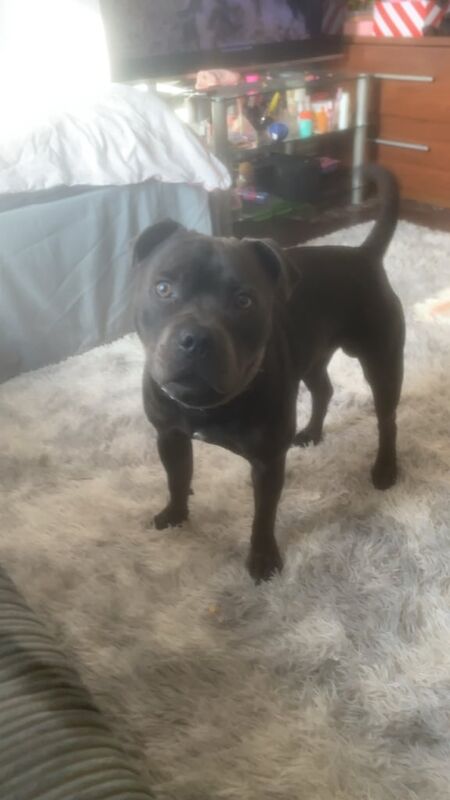 Staffordshire Bull Terrier puppies for sale in Frome, Somerset – KC registered, 1 year old - Image 2 of 3