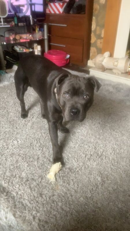 Staffordshire Bull Terrier puppies for sale in Frome, Somerset – KC registered, 1 year old - Image 3 of 3