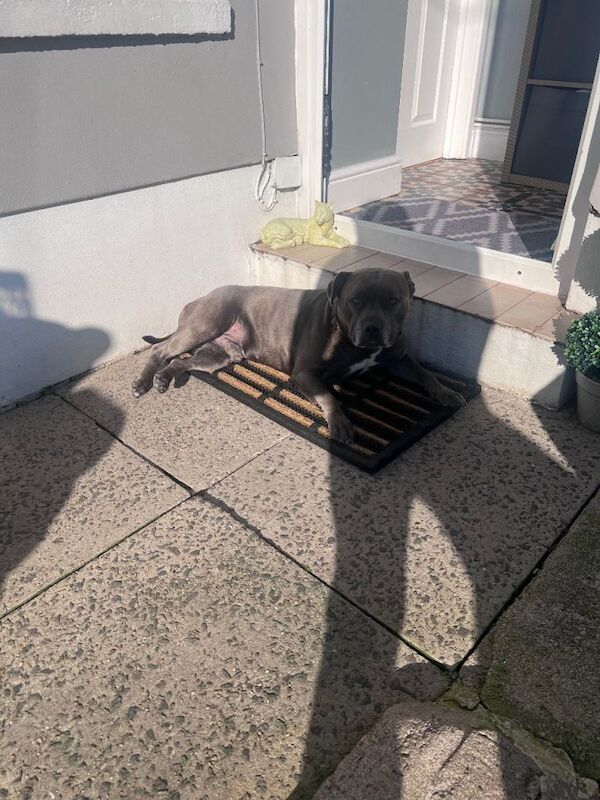 Male Blue Staffordshire Bull Terrier (4 Years Old) – For Sale - Image 2 of 5
