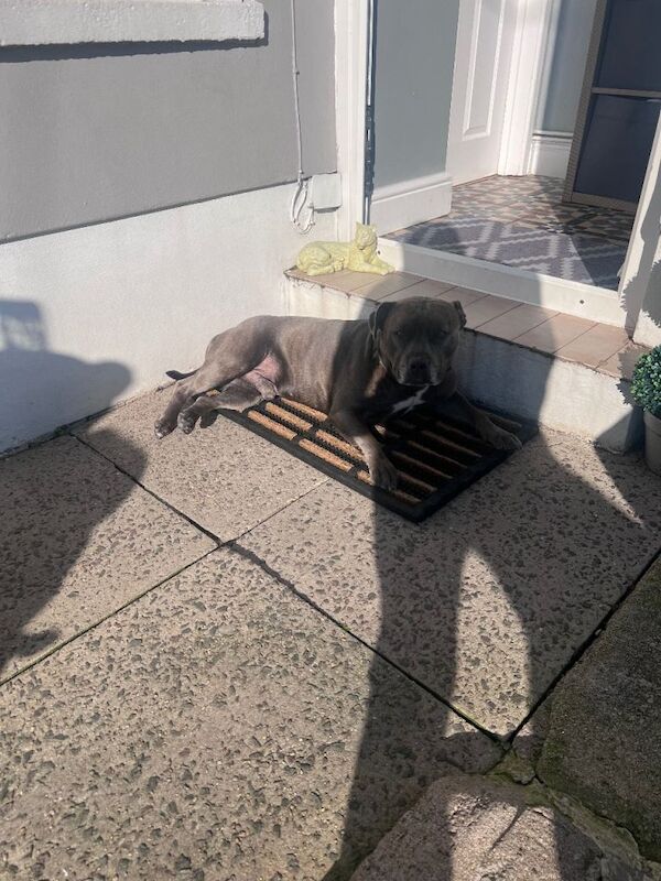 Male Blue Staffordshire Bull Terrier (4 Years Old) – For Sale - Image 3 of 5