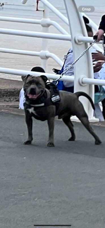 Male Blue Staffordshire Bull Terrier (4 Years Old) – For Sale - Image 4 of 5