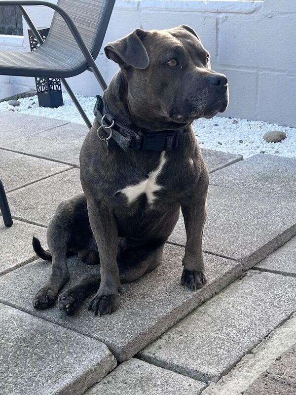 Male Blue Staffordshire Bull Terrier (4 Years Old) – For Sale - Image 5 of 5