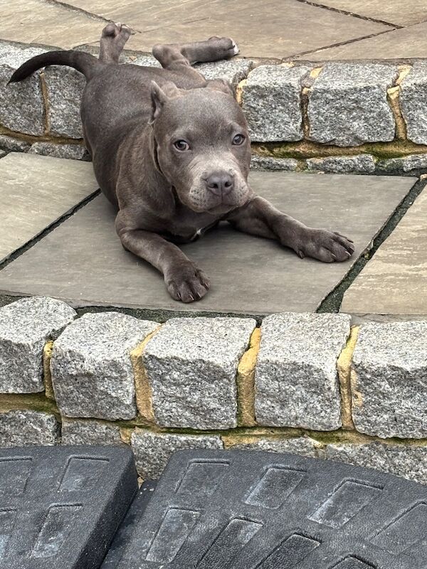 Male Blue Staffordshire Bull Terrier Puppy