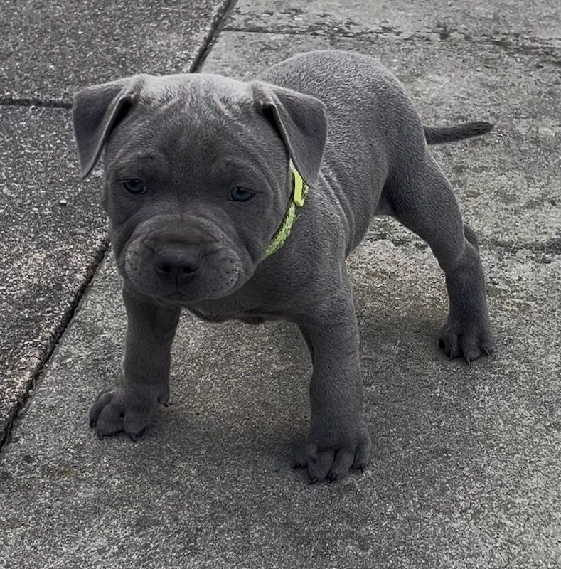 Staffordshire Bull Terrier puppies for sale in Burton upon Trent, Staffordshire – KC registered, 7 weeks old - Image 1 of 6