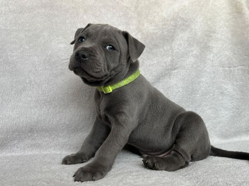 Staffordshire Bull Terrier puppies for sale in Burton upon Trent, Staffordshire – KC registered, 7 weeks old - Image 2 of 6