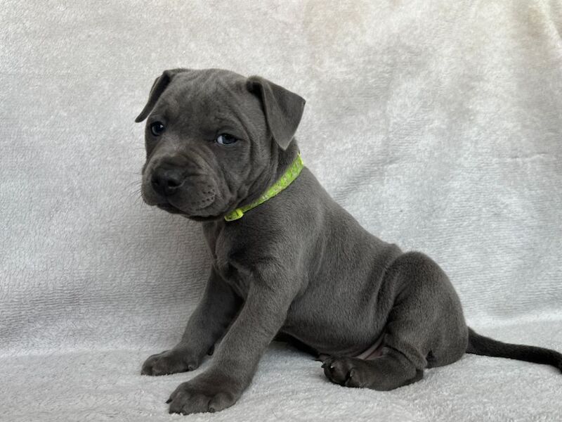 Staffordshire Bull Terrier puppies for sale in Burton upon Trent, Staffordshire – KC registered, 7 weeks old - Image 3 of 6