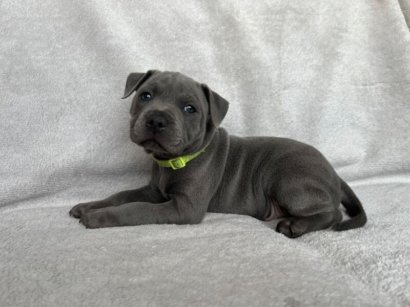 Staffordshire Bull Terrier puppies for sale in Burton upon Trent, Staffordshire – KC registered, 7 weeks old - Image 4 of 6