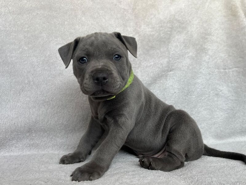 Staffordshire Bull Terrier puppies for sale in Burton upon Trent, Staffordshire – KC registered, 7 weeks old - Image 5 of 6