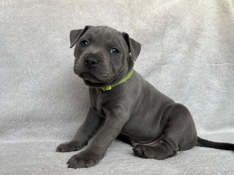 Staffordshire Bull Terrier puppies for sale in Burton upon Trent, Staffordshire – KC registered, 7 weeks old - Image 6 of 6