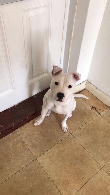 Staffordshire Bull Terrier puppies for sale in Darlington, Durham – 8 months old