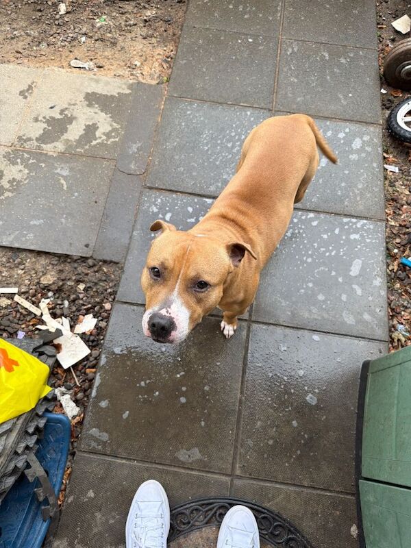 Staffordshire Bull Terrier Puppies For Sale Under £1,000